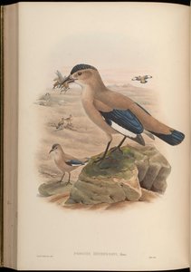Podoces hendersoni door John Gould